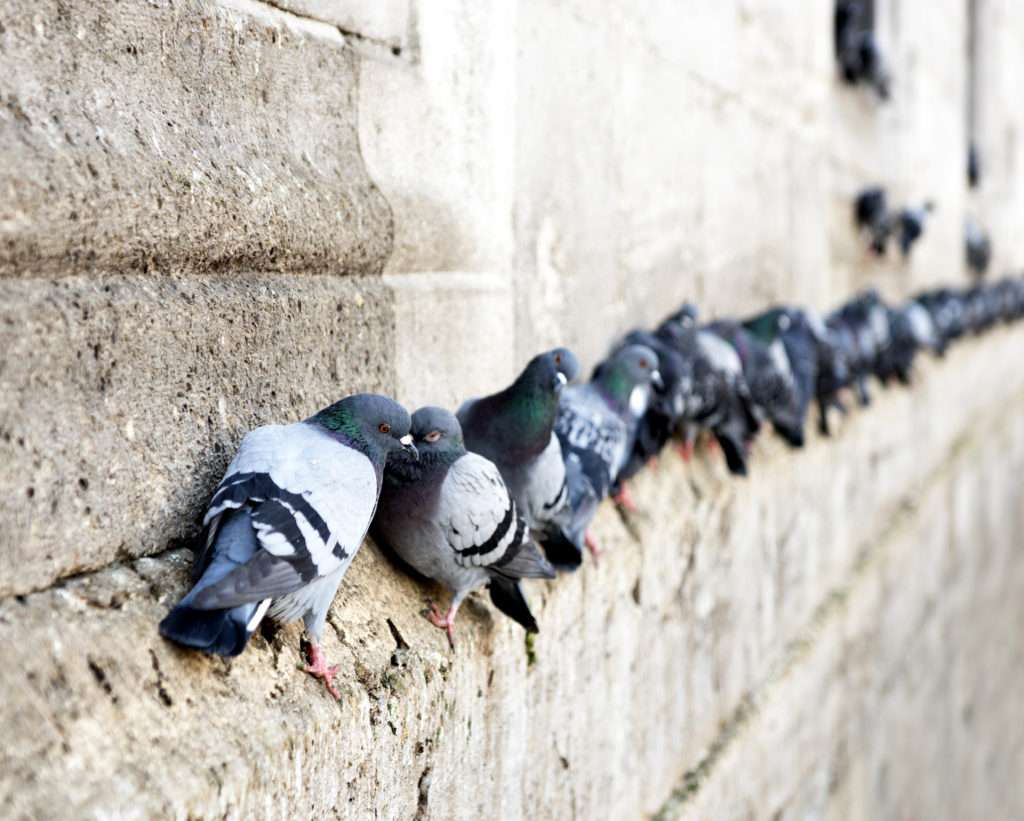 Pulizia guano piccioni e disinfestazione