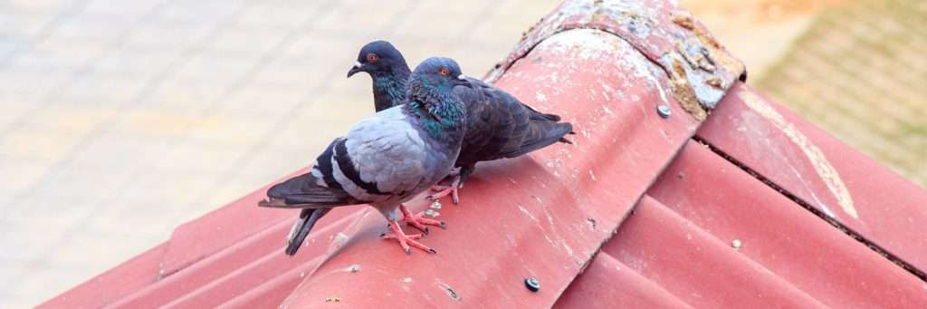 Come pulire il guano di piccione da balconi e superfici
